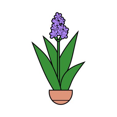 This illustration depicts a purple hyacinth flower in full bloom, with bright green, pointed leaves sprouting from a terracotta pot against a bright white backdrop.