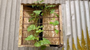 Yakından çekilen, yeşil bir sarmaşığın yıpranmış, paslanmış bir metal pencerenin içinden geçerek kıvrılmış bir binanın duvarında paslanmış demirlerle serpildiği yer..
