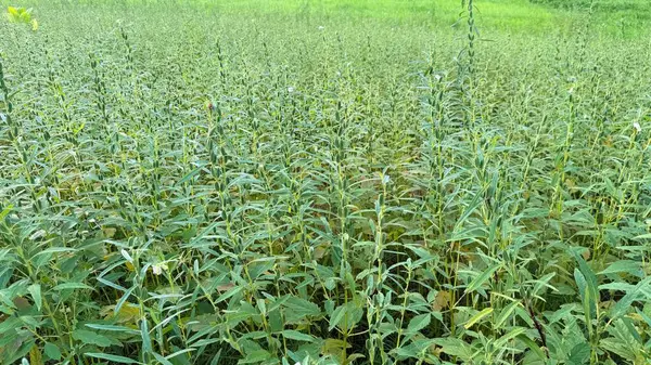 Kapsamlı çekim, gelişen, ekili susam tarlasını yakalar. Uzun ve yeşil, parlak bir günün doğal ışığında yıkanır..