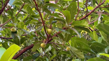 Resim, dallarından sarkan canlı yeşil meyveleri, bitkinin farklı yaprakları ve detaylı dokusuyla aydınlatan bir top güllesi ağacının yemyeşil gölgesini yakalıyor..