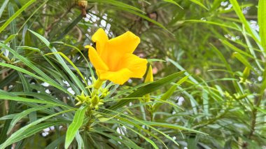 Yakından bakınca, zakkum çiçeğinin parlak, güneşli sarısını yakalıyor, uzun, ince yeşil yapraklarıyla çerçevelenmiş. Bahçe arka planı yumuşak, bulanık, doğal bir estetik sunar..