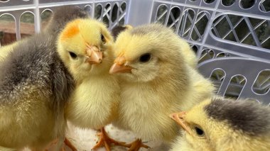 Yakın plan çekimlerde, açık gri bir plastik sepet yapısının içinde birbirine yakın duran sarı ve gri tüylerin karışımı küçük tüylü yavru yavrular sergilenir..