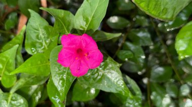 Yakın plan çekimde, saat dört yönündeki narin turuncu pullu bir çiçeğin çarpıcı macenta çiçeği ışıl ışıl parlayan, çiğ taneli yeşil yaprakların arka planında yer alır..