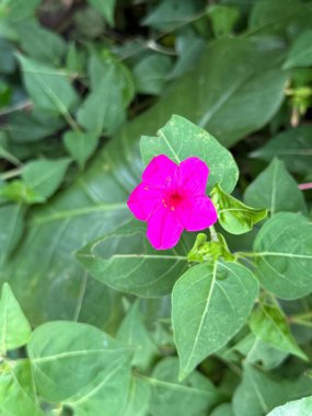 Yakından bakıldığında, açık pembe bir saat çiçeğini yakalar. Çiçek açmış, yaprakları yeşil yapraklardan oluşan bir zemin üzerinde durarak doğal güzelliği vurgular..