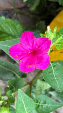 Morumsu, morumsu, saat 4 'teki çiçek, Mirabilis jalapa olarak da bilinir, yemyeşil yapraklardan oluşan yemyeşil bir düzende, doğal ışıklandırmada yakın çekim sağlar..