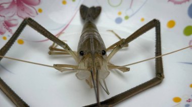 Beyaz bir tabakta duran çiğ taze su karidesinin makro stüdyosu. Karides odak noktasında. Dokusunu ve özelliklerini gösteriyor. Tabak hafifçe bulanık..