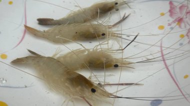 Tepemizde dört tane taze, çiğ, başsız karides görünüyor. Çiçek desenli bir kasenin içine yerleştirilmiş, yemek pişirmeye ya da tüketmeye hazır..