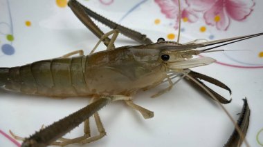 Yakın plan, süslü bir tabakta uzanan tatlı su karidesini, uzun antenini ve keskin odak için parlak ışık altında koyu pençelerinin dokusunu vurguluyor..