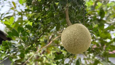 Bu yakın plan resim, yeşil yapraklarla çevrili bir ağaç dalına asılı odunsu bir elmayı gösteriyor. Meyve desenli bir yüzey ve doğal ışık sergiliyor..