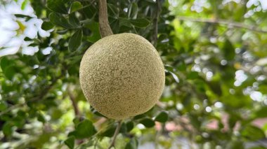 Ağaç elması, desenli yüzeyi ile, yeşil yapraklarla çevrili sağlam bir daldan sarkıyor, yayılmış doğal ışık altında, görsel olarak çekici bir sahne yaratıyor..