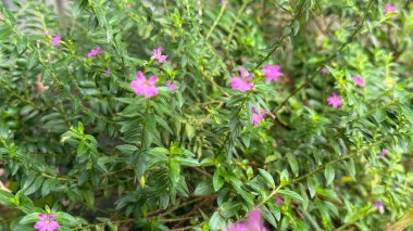 Bu detaylı yakın plan çok sayıda pembe ya da mor cuphea hyssopifolia çiçeklerini yoğun, canlı yeşil yaprakların arasında gösteriyor, doğanın canlı ve dokulu güzelliğini yakalıyor..