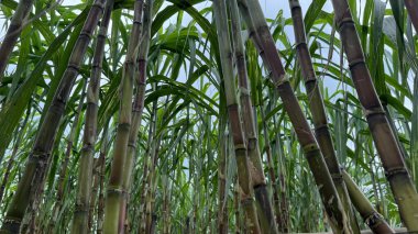 Yukarı doğru çekimde, yeşil yapraklarla tamamlanmış ve yoğun ve yemyeşil bir tropik tarım sahnesi oluşturan, farklı renklerde sapları olan bir şeker kamışı alanı yakalıyor..