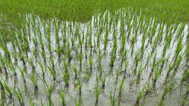 Çiçekli, genç pirinç bitkileri, yukarıdaki gökyüzünü yansıtan ışıkla dolu, sulu bir tarlada dimdik duruyorlar. Büyüme mevsimi için cennet gibi bir tarımsal manzara yaratıyorlar..
