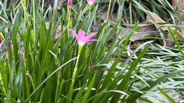 Uzun, taze yeşil çimenlerin arasında canlı pembe bir yağmurun filizlendiği detaylı bir çekim. Doğanın güzelliğini farklı renkler ve dokular ile vurguluyor..