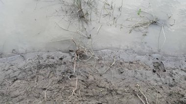 Bu açık hava çekimi, çamurlu araziye gömülü seyrek bitki örtüsü sergilenen bir nehir kıyısı ile suyun kenarının buluştuğu eşsiz dokuyu yakalar..