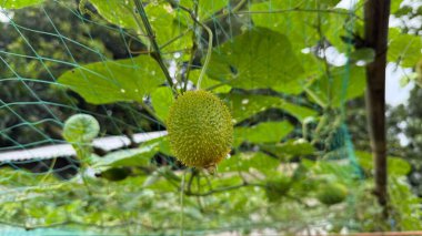 Yeşil yaprakların arasında asmadan sarkan dikenli bir kabağın eşsiz dokusunu ve şeklini yakalayın ve organik sebzelerini vurgulayın. Çevreleyen yeşil ağ içerik ekler.