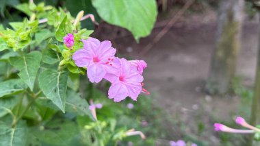 Fotoğrafta açık hava bahçesinde gün ışığında yeşil yapraklar ve küçük tomurcuklarla tamamlanmış canlı pembe saat dört çiçekleri sergileniyor..