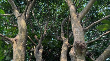 Düşük açılı bir yakın plan, parlak yeşil yapraklardan oluşan bir gölgeliğe yükselen birkaç mango ağacının gövdesini yakalar ve içinden süzülen güneş ışığını gösterir. Ağaç kabuğu doku ve gölgeler sergiler..