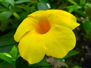 Parlak sarı allamanda çiçeği turuncu merkezini taze yeşil yaprakların arasında gösterir, yüksek çözünürlüklü bir fotoğrafta tropikal floranın güzelliğini yakalar..