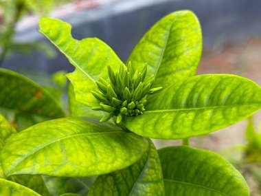 Yüksek çözünürlüklü fotoğraf canlı yeşil yapraklar ve çiçek tomurcukları gösteriyor..