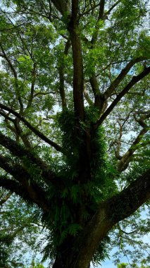 Yüksek çözünürlüklü fotoğraf, sağlam gövdesine, karmaşık dallara ve yemyeşil yapraklara sahip, gökyüzünün bir zemininde serpilmiş bir ağaç sergiliyor..