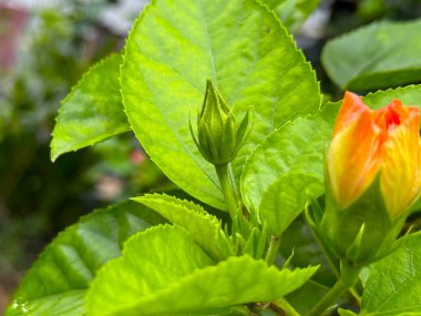 Yüksek çözünürlüklü fotoğrafta portakal çiçeği tomurcuğunun yanında canlı yeşil yapraklar sergilenerek tomurcuktan çiçeğe geçişi vurgular..