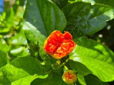 Bu yüksek çözünürlüklü fotoğrafta, parlak güneş ışığında yeşil yapraklarla çevrili işlenmemiş turuncu amber çiçeği parıldıyor..