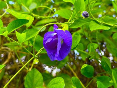 Canlı kelebek bezelye çiçeği yemyeşil yaprakların arasında açar ve doğanın narin güzelliğini yakalar. Bu yüksek çözünürlüklü fotoğraf çiçeğin karmaşık detaylarını ve zengin renklerini gösteriyor..