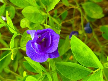 Canlı bir menekşe kelebeği bezelye çiçeği, bu yüksek çözünürlüklü fotoğrafta çevresini çevreleyen canlı yeşil yapraklarla güzel bir tezat oluşturuyor ve narin şeklini yakalıyor..