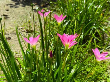Güzel pembe zephyranthes çiçekleri, yüksek çözünürlüklü fotoğraflarla çekilen güneş ışığında yeşil yaprakların arasında çiçek açıyor..