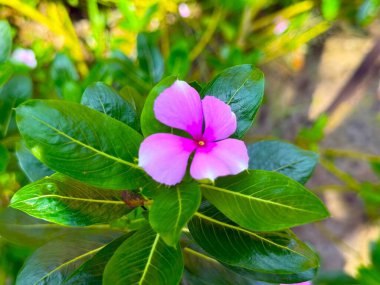 Yakından bakınca oldukça canlı pembe bir menekşe çiçeği görünüyor. Yüksek çözünürlüklü bir fotoğrafta canlı yeşil yapraklar arasında koyu bir gül merkezi var..