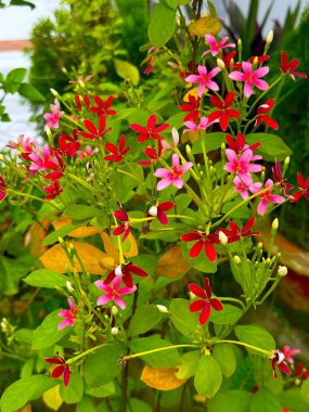 Yüksek çözünürlüklü fotoğraf, doğal ışık altında yemyeşil yapraklar arasında renkli Rangoon sürüngen çiçeklerini gösteriyor. Canlı kırmızı ve pembe çiçekleri yeşil yapraklarla çok güzel tezat oluşturuyor ve görsel olarak çekici bir görüntü yaratıyor..