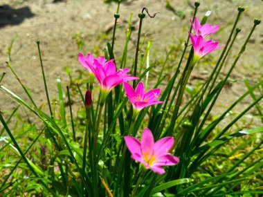 Bu yüksek çözünürlüklü fotoğrafta yeşil ot sapları arasında birkaç canlı pembe yağmur zambağı çiçek açar..