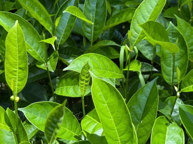 Parlak güneş ışığı yeşil yaprakları ve tomurcuklanan filizleri aydınlatıyor, yüksek çözünürlüklü bir fotoğrafta canlı ve doğal bir sahne sergiliyor, bitki büyümesinin güzelliğini yakalıyor..