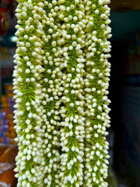 Yüksek çözünürlüklü fotoğraf yeşil saplı beyaz yasemin çiçek tomurcuklarını gösteriyor. Yeni ve narin sunumuyla görsel olarak çekici bir çiçek aranjmanı oluşturuyor..
