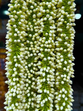 Yasemin çiçek tomurcuklarının yoğun dizilimi, yüksek çözünürlüklü bir fotoğrafta yeşil saplarında toplanmış birçok beyaz çiçeğin dikey dokusunu gösterir..