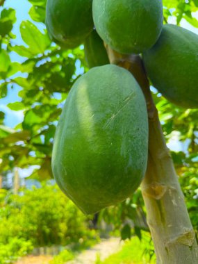 Yüksek çözünürlüklü bir fotoğrafta ağaç dalından sarkan taze yeşil bir papaya gösteriliyor. Yeşillik ve mavi gökyüzü ile doğal bir zemin üzerine güzelce dizilmiş..