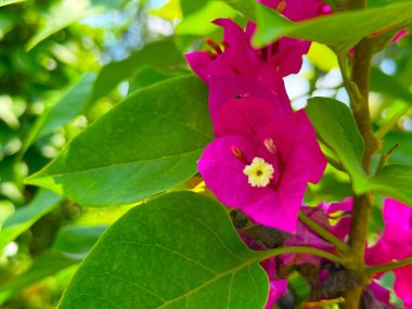 Yüksek çözünürlüklü fotoğraflarda canlı yeşil yaprakları olan parlak pembe bougainvillea çiçekleri sergileniyor. Yumuşak bokeh arka planına karşı güzel bir şekilde sergileniyor..
