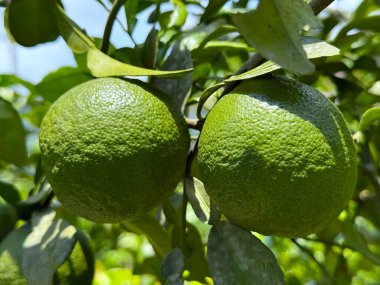 Yüksek çözünürlüklü fotoğraf iki olgunlaşmamış pomeloyu gösteriyor, canlı yeşil yapraklarla çevrili, doğanın olgunlaşmamış cömertliğini güzel bir şekilde yakalıyor..