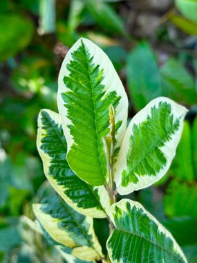 Değişik guava yaprakları ve dalları parlak güneş ışığında desenli desenler göstererek yaprakların eşsiz çift renk doğasını sergiliyor. Yüksek çözünürlüklü fotoğraf.