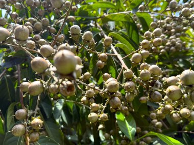 Bu yüksek çözünürlüklü fotoğrafta bol miktarda lagerstroemia indica tohumu açık havada yemyeşil yaprakların içindeki narin dallardan zarif bir şekilde sarkıyor..