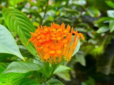 Yakından bakınca turuncu bir ixora çiçeğinin çevresini çevreleyen yeşil yapraklarla kaplı olduğunu görüyoruz. Yüksek çözünürlüklü fotoğraf çiçeğin doğal ortamında detaylarını yakalar..