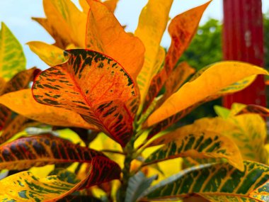 Yüksek çözünürlüklü fotoğraf portakal yapraklarının belirgin siyah işaretler ve açıkça görülebilir damarlar ile yakın görüntüsünü yakalıyor, karmaşık yaprak dokularını tasvir ediyor..