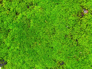 Yoğun zümrüt yeşil yosun dokulu yüzeyde organik olarak yayılarak doğal bir halı oluşturur. Yüksek çözünürlüklü fotoğraf, yemyeşil bitki yaşamının karmaşık detaylarını yakalar.