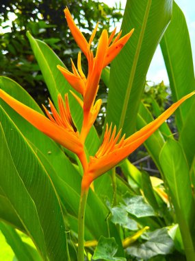 Egzotik turuncu sarmal çiçekleri yemyeşil yaprakların arasında canlı bir şekilde açar. Yüksek çözünürlüklü bir fotoğrafta doğanın güzelliğini gözler önüne serer..