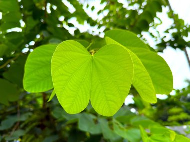 Taze yeşil Bauhinia yaprakları, yaz gününün parlak güneşinde güzellik saçıyor. Yüksek çözünürlüklü fotoğraf hassas damarları ve dokuları gösterir, doğa temaları için idealdir..