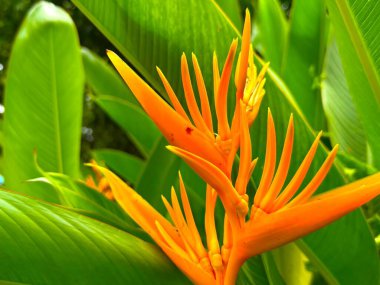 Yüksek çözünürlüklü fotoğraf canlı bir helikonya çiçeğini gösteriyor. Turuncu taç yaprakları, çevreleyen yemyeşil yapraklarla keskin bir zıtlık oluşturuyor ve çarpıcı bir tropik ekran oluşturuyor..