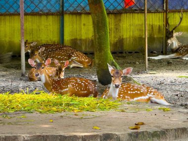 Birkaç benekli geyik koruma altındaki bir muhafaza altındaki bir ağacın yanında dinleniyor ve dinleniyor. Arka planda boynuzlu bir erkek geyik de görülebilir. yüksek çözünürlük fotoğrafı.