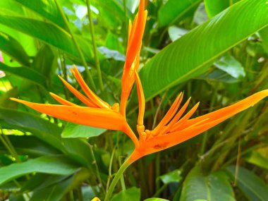 Yüksek çözünürlüklü helyum psittacorum fotoğrafı yemyeşil yeşillikler arasında koyu turuncu renklerle parlar ve doğal bir manzara yaratır..