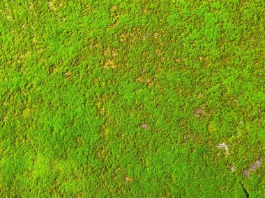 Canlı yeşil yosunlar düz olmayan yüzeyi canlı bir şekilde kaplar, güzel bir doğal arkaplan yaratır, yüksek çözünürlüklü fotoğraf ile dokuyu ve rengi vurgular..